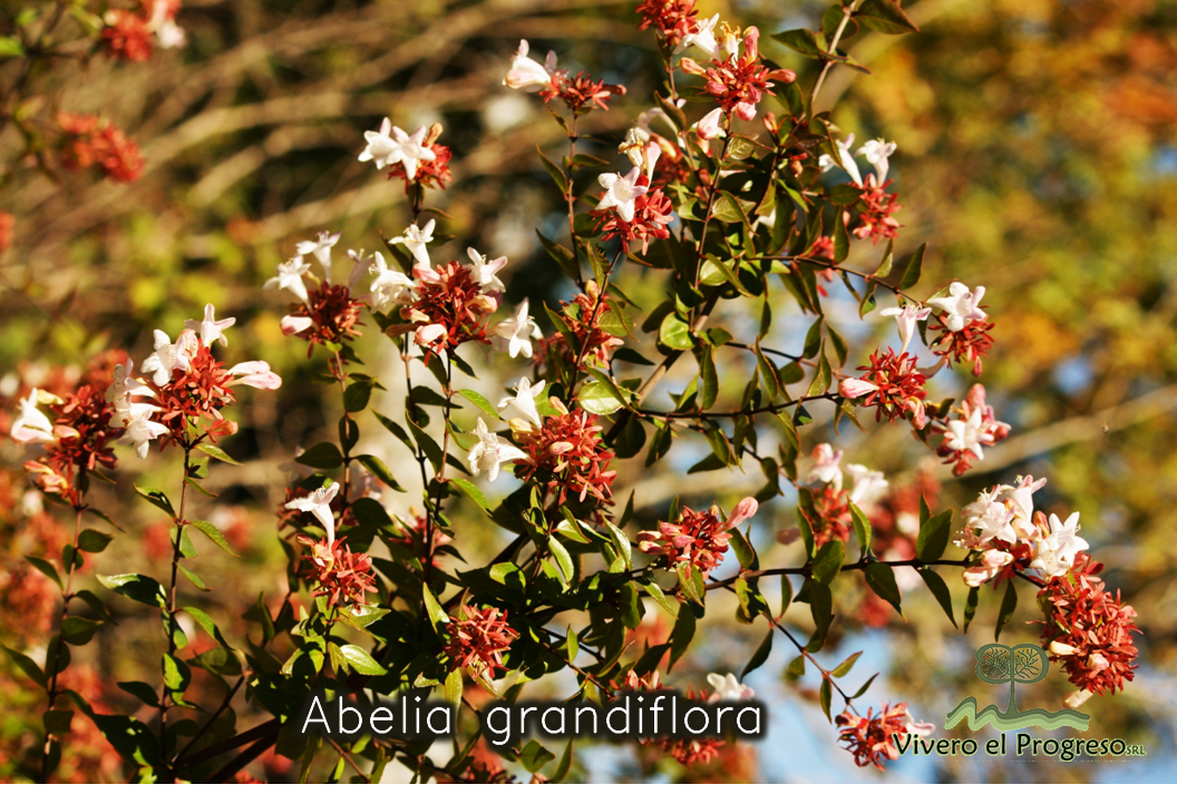 abelia grandiflora